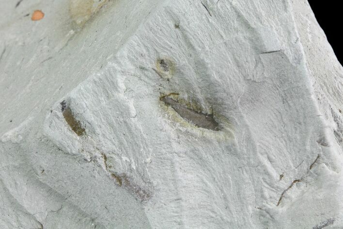 Ediacaran Aged Fossil Worms (Sabellidites) - Estonia #73512